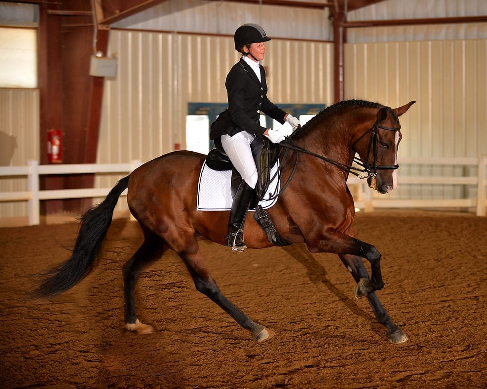 Virginia Classic Open Dressage