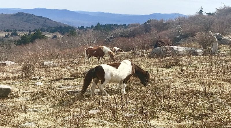 Grayson Highlands Trail Ride