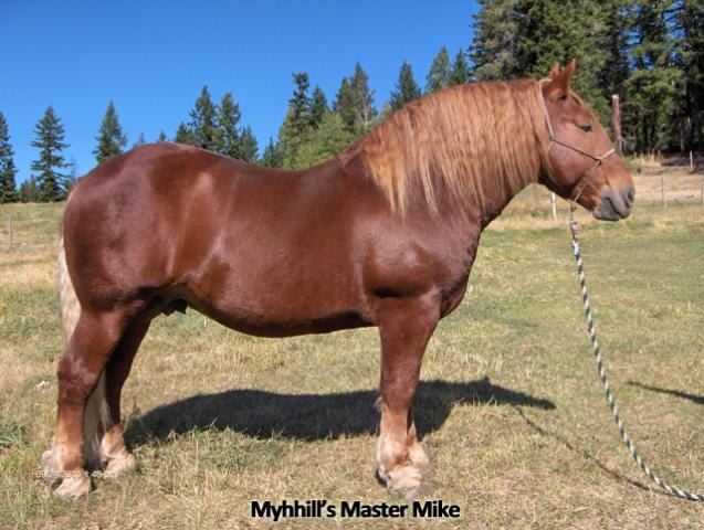North American Suffolk Horse Association Annual Meeting