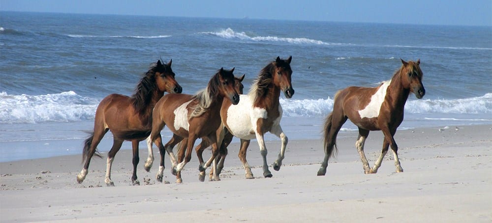 Eastern Shore Beach Trail Ride