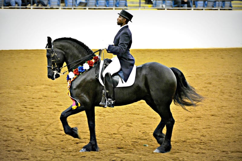 Friesian Grand Nationals