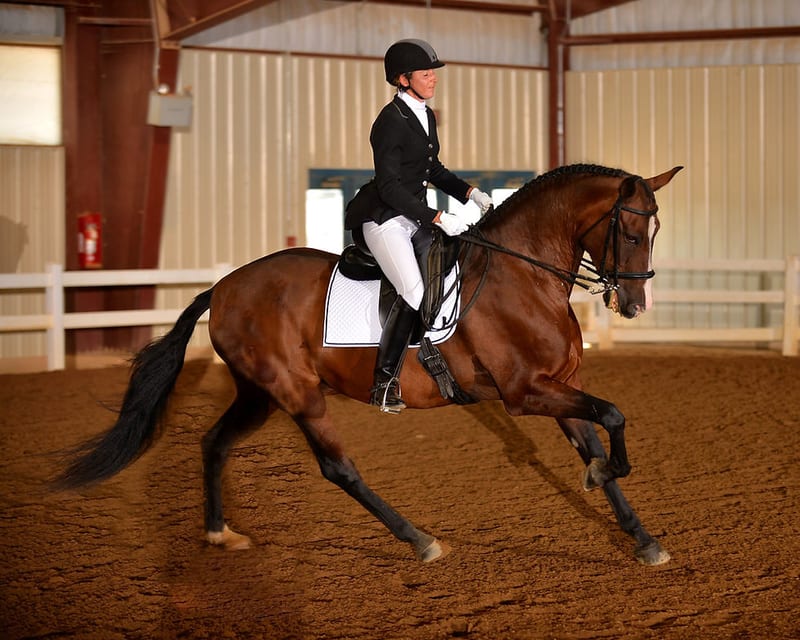 Virginia Classic Open Dressage