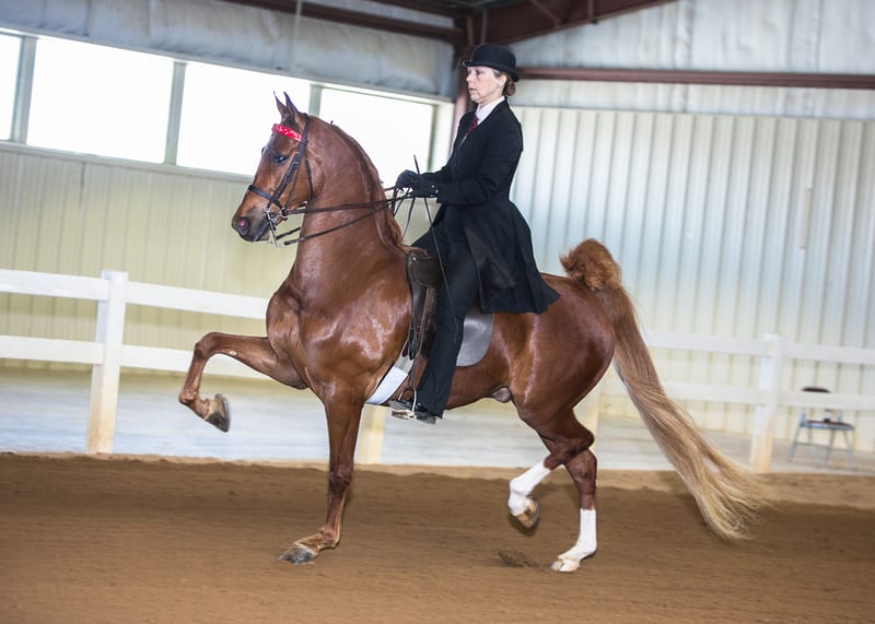Virginia Dressage Association Show