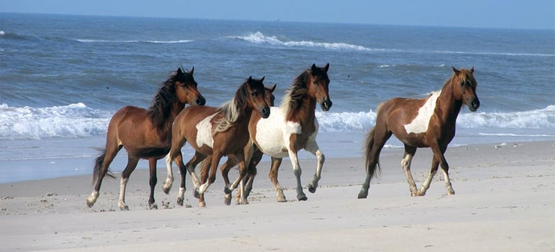 Eastern Shore Beach Trail Ride