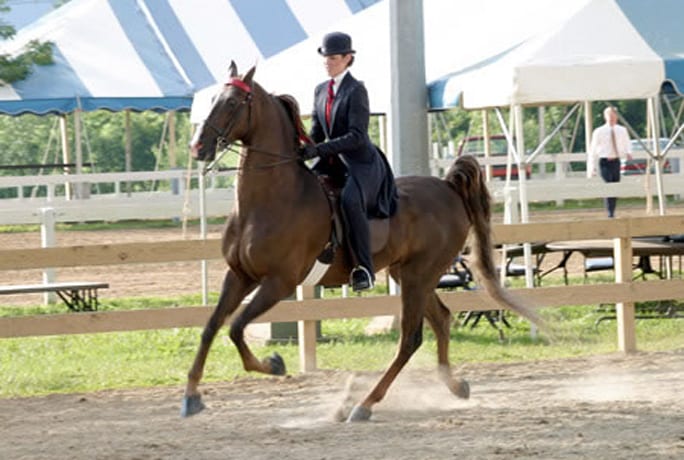Roanoke Valley Horse Show